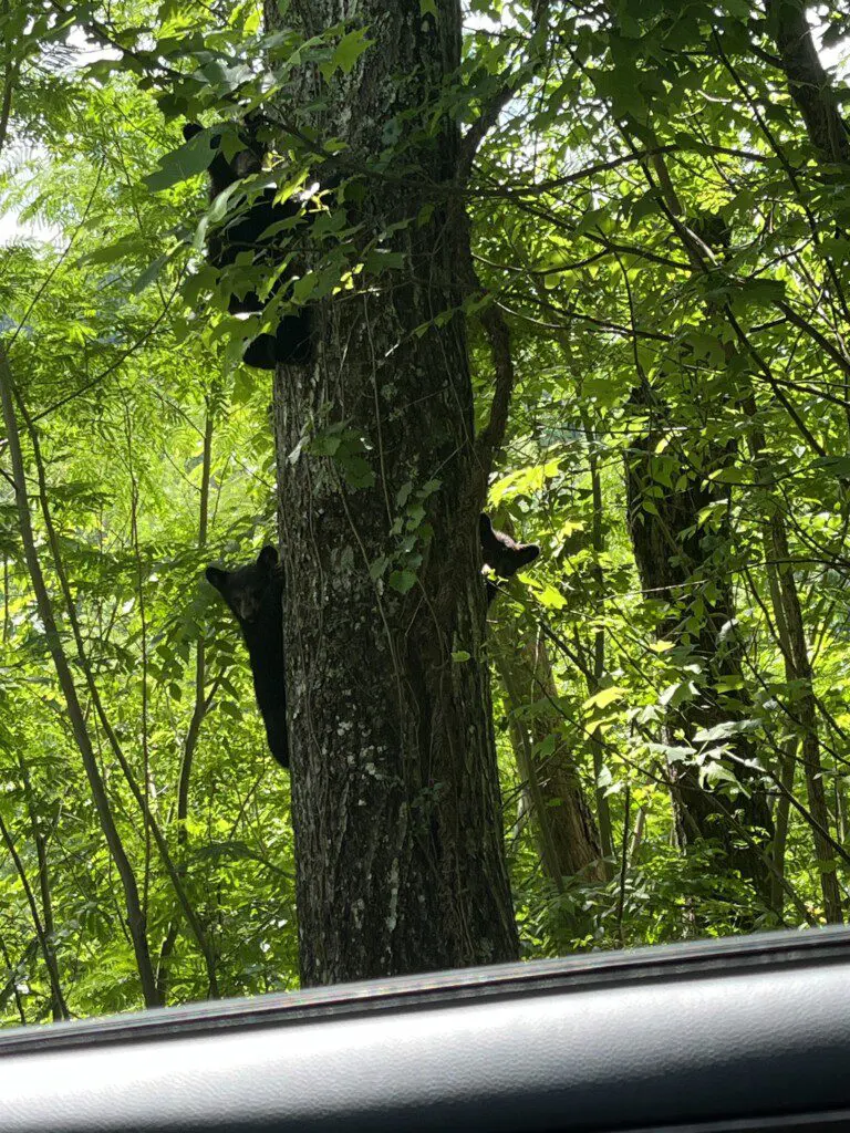 Vacay rental Gatlinburg